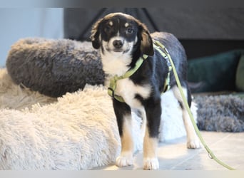 Calisto sucht sein Glück...