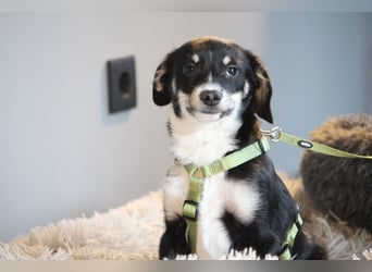 Calisto sucht sein Glück...