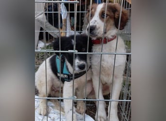 Sammy- jung, noch schüchtern - sucht seine feste Bindung