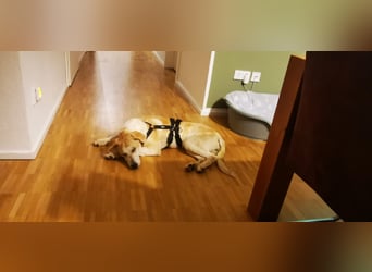 Fjella – absoluter Traumhund sucht ihr Für-Immer-Zuhause ❤️