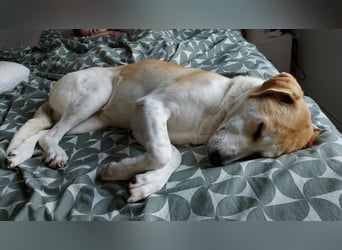 Fjella – absoluter Traumhund sucht ihr Für-Immer-Zuhause ❤️