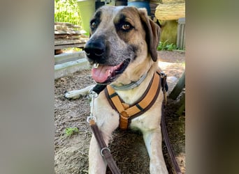 Hund Hündin Tierschutz End oder Pflegestelle