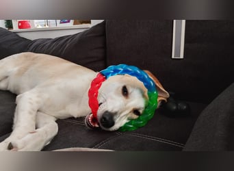 Fjella – absoluter Traumhund sucht ihr Für-Immer-Zuhause ❤️