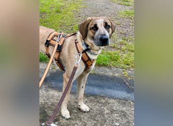 Hund Hündin Tierschutz End oder Pflegestelle