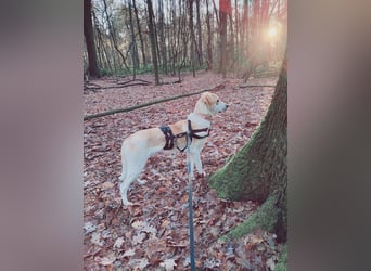 Fjella – absoluter Traumhund sucht ihr Für-Immer-Zuhause ❤️