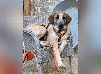 Hund Hündin Tierschutz End oder Pflegestelle