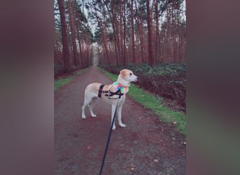 Fjella – absoluter Traumhund sucht ihr Für-Immer-Zuhause ❤️