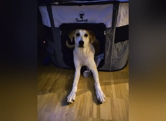 Fjella – absoluter Traumhund sucht ihr Für-Immer-Zuhause ❤️