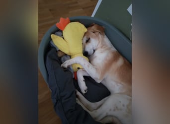 Fjella – absoluter Traumhund sucht ihr Für-Immer-Zuhause ❤️