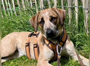 Hund Hündin Tierschutz End oder Pflegestelle