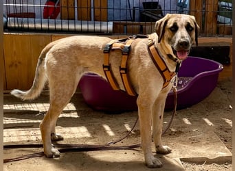 Hund Hündin Tierschutz End oder Pflegestelle