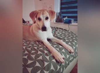 Fjella – absoluter Traumhund sucht ihr Für-Immer-Zuhause ❤️