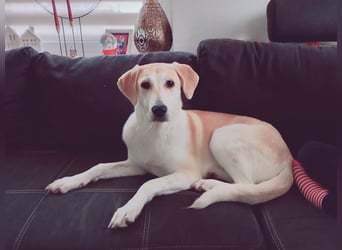 Fjella – absoluter Traumhund sucht ihr Für-Immer-Zuhause ❤️