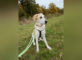 Fjella – absoluter Traumhund sucht ihr Für-Immer-Zuhause ❤️