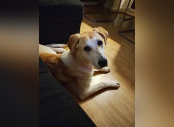 Fjella – absoluter Traumhund sucht ihr Für-Immer-Zuhause ❤️