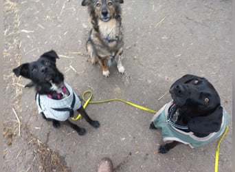 Kiwi sucht ihr Glück