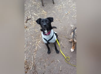 Kiwi sucht ihr Glück