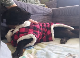 Kiwi sucht ihr Glück