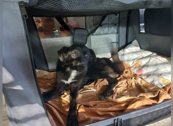 Kiwi sucht ihr Glück