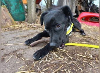 Kiwi sucht ihr Glück