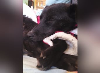 Kiwi sucht ihr Glück