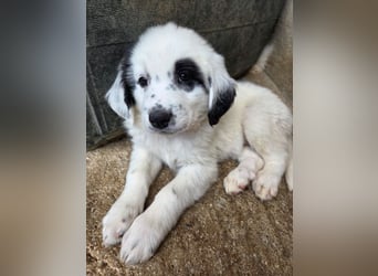 Binx, geb. ca. 02/2026, lebt in GRIECHENLAND, im städt. Tierheim Serres