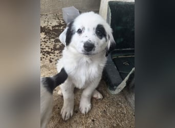 Binx, geb. ca. 02/2026, lebt in GRIECHENLAND, im städt. Tierheim Serres