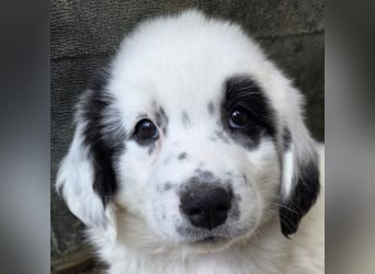 Binx, geb. ca. 02/2026, lebt in GRIECHENLAND, im städt. Tierheim Serres