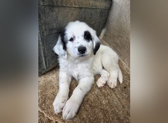 Binx, geb. ca. 02/2026, lebt in GRIECHENLAND, im städt. Tierheim Serres