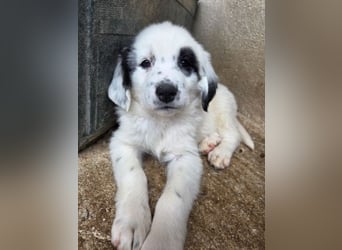 Binx, geb. ca. 02/2026, lebt in GRIECHENLAND, im städt. Tierheim Serres