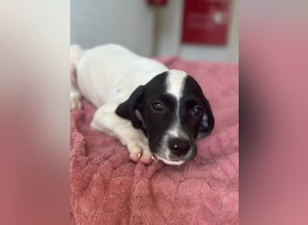 Milia, geb. ca. 05/2026, lebt in GRIECHENLAND, im städt. Tierheim Serres