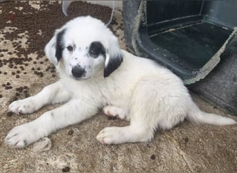 Binx, geb. ca. 02/2026, lebt in GRIECHENLAND, im städt. Tierheim Serres
