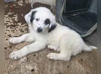 Binx, geb. ca. 02/2026, lebt in GRIECHENLAND, im städt. Tierheim Serres