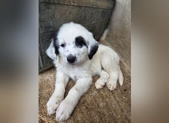 Binx, geb. ca. 02/2026, lebt in GRIECHENLAND, im städt. Tierheim Serres