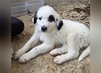 Binx, geb. ca. 02/2026, lebt in GRIECHENLAND, im städt. Tierheim Serres