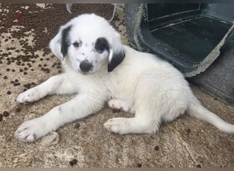 Binx, geb. ca. 02/2026, lebt in GRIECHENLAND, im städt. Tierheim Serres