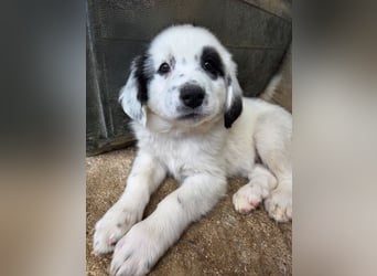 Binx, geb. ca. 02/2026, lebt in GRIECHENLAND, im städt. Tierheim Serres