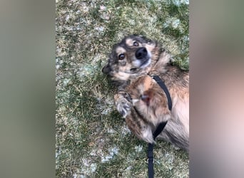 Polly sucht ihr Glück