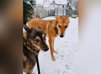 Polly sucht ihr Glück