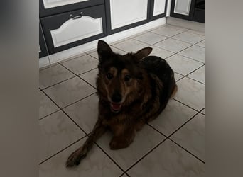 Polly sucht ihr Glück