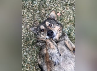 Polly sucht ihr Glück