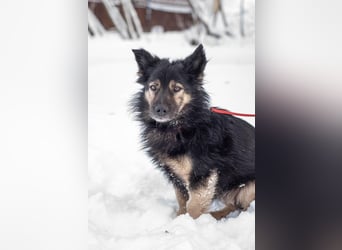 Tarzan - Wundervoller Kumpel (Ukraine)