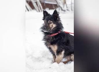 Tarzan - Wundervoller Kumpel (Ukraine)