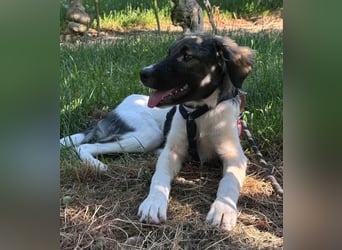 Pippi - Herdenschutz-Mix