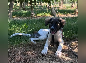 Pippi - Herdenschutz-Mix