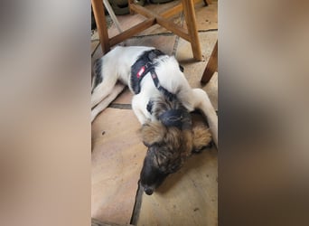 Pippi - Herdenschutz-Mix