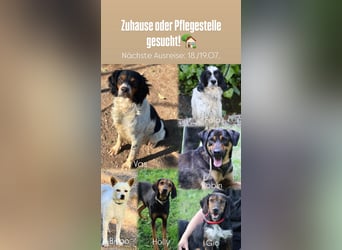 Pflegestellen gesucht