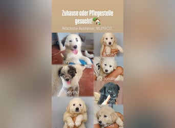 Pflegestellen gesucht