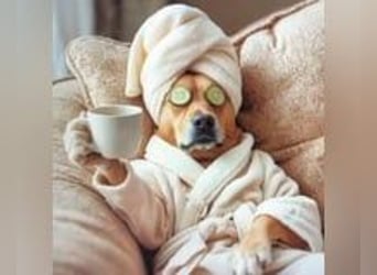 Pflegestellen gesucht