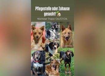 Pflegestellen gesucht
